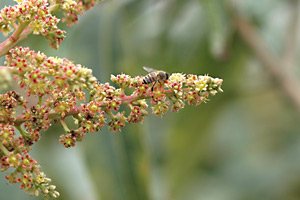 スリムで小型な日本ミツバチ